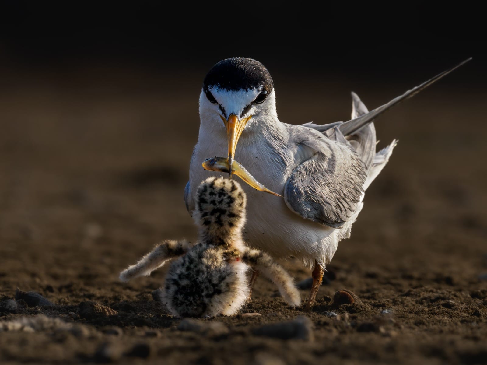 IAPVC 2026 Opens Registration, Adds New Wildlife Journalist Category