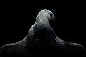 International Animal Photo & Video Competition (IAPVC) 2026 open registrations until September 30, 2026.