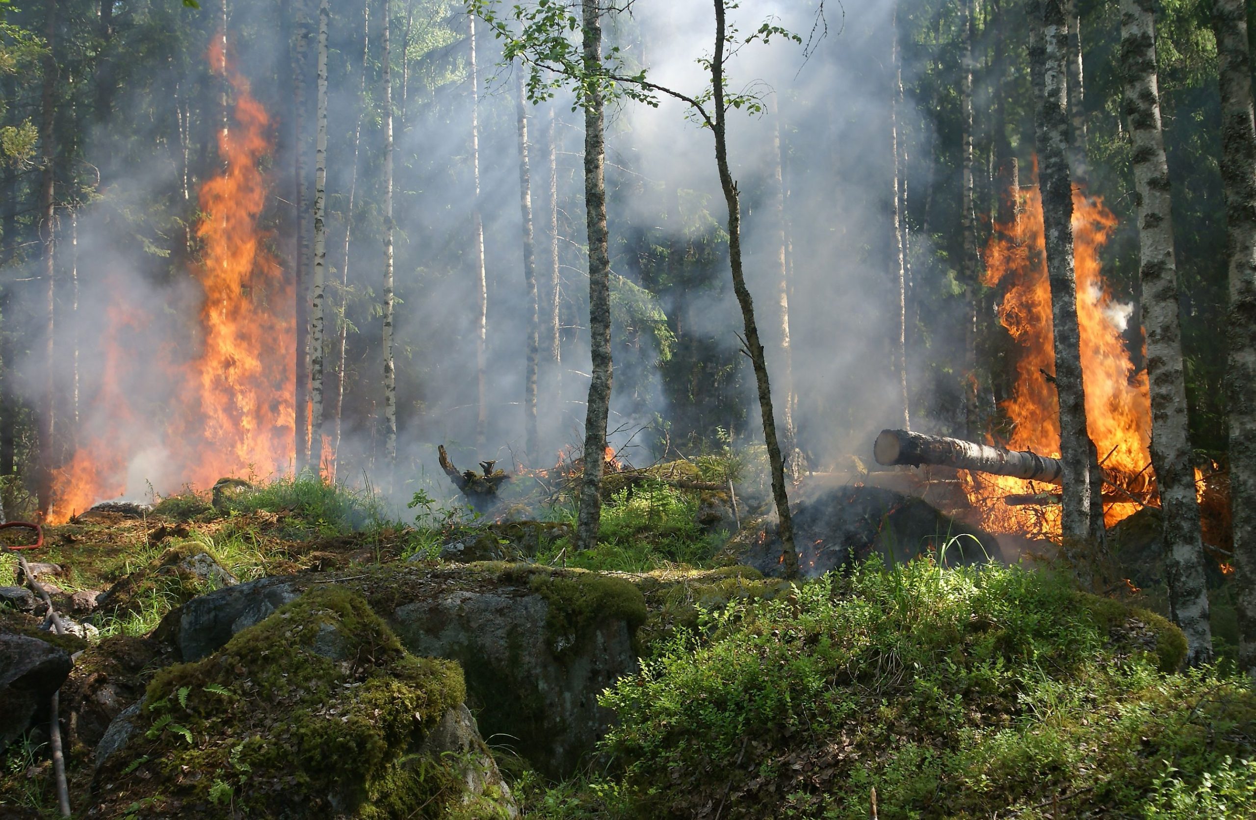 INACA Urges Government to Expedite Forest and Land Fire Response, Here’s Why